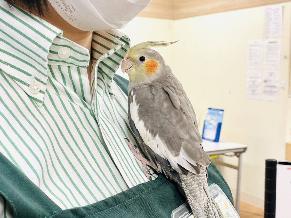 オカメインコ