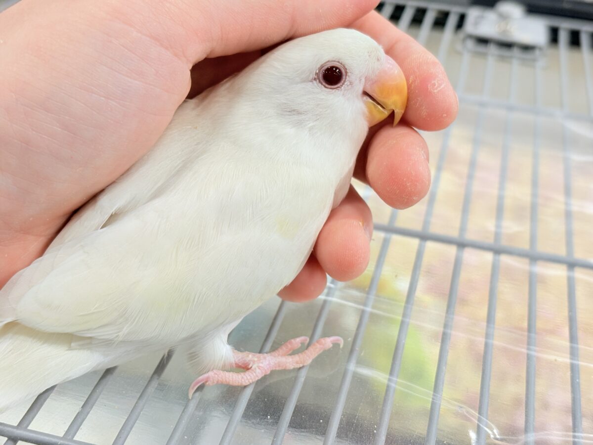 コザクラインコ（小桜インコ）