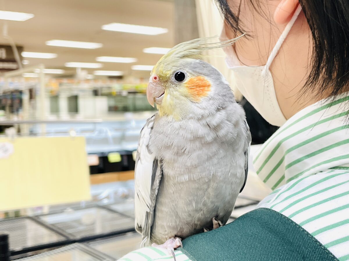 オカメインコ