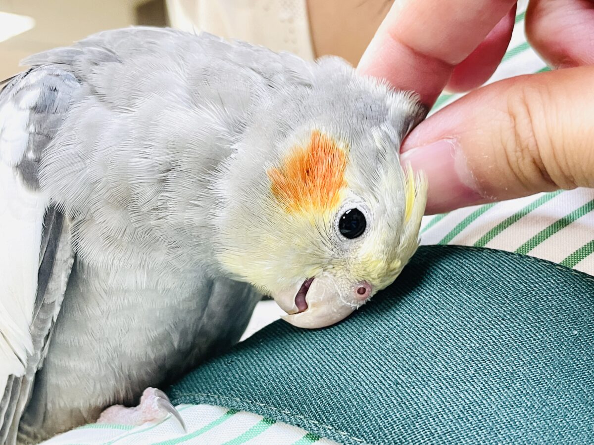 オカメインコ