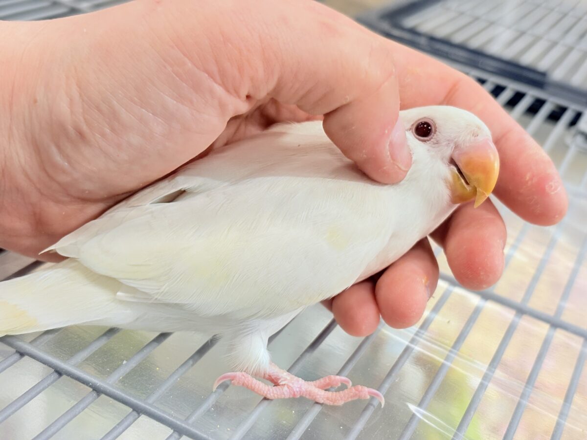 コザクラインコ（小桜インコ）