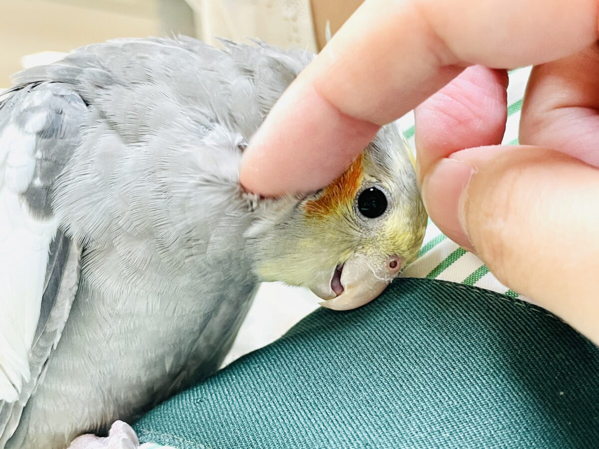 オカメインコ