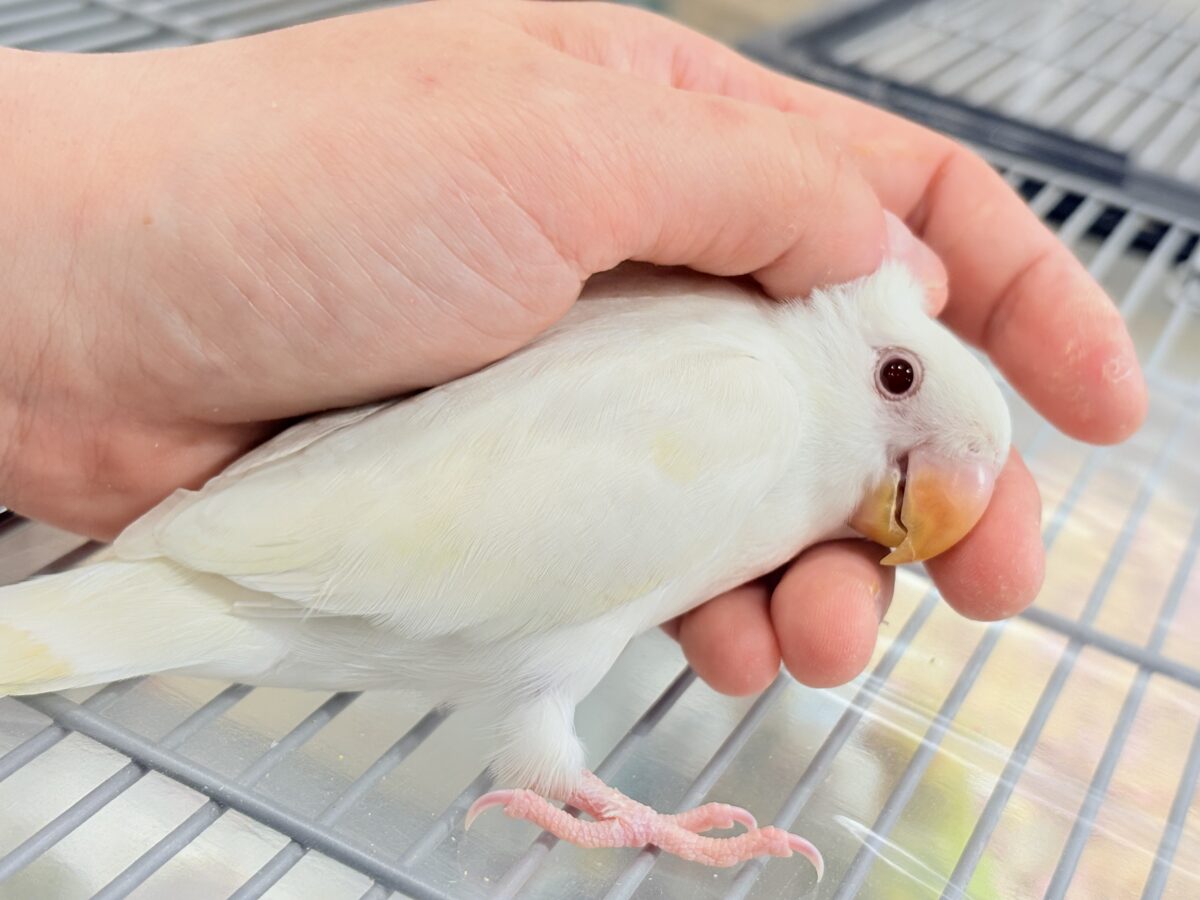 【最新画像更新🪄ひとり餌になりました☆】ほんのりふんわり感じるレモン🐣🍋コザクラインコ(クリームイノ) ヒナ コザクラインコ(小桜インコ)