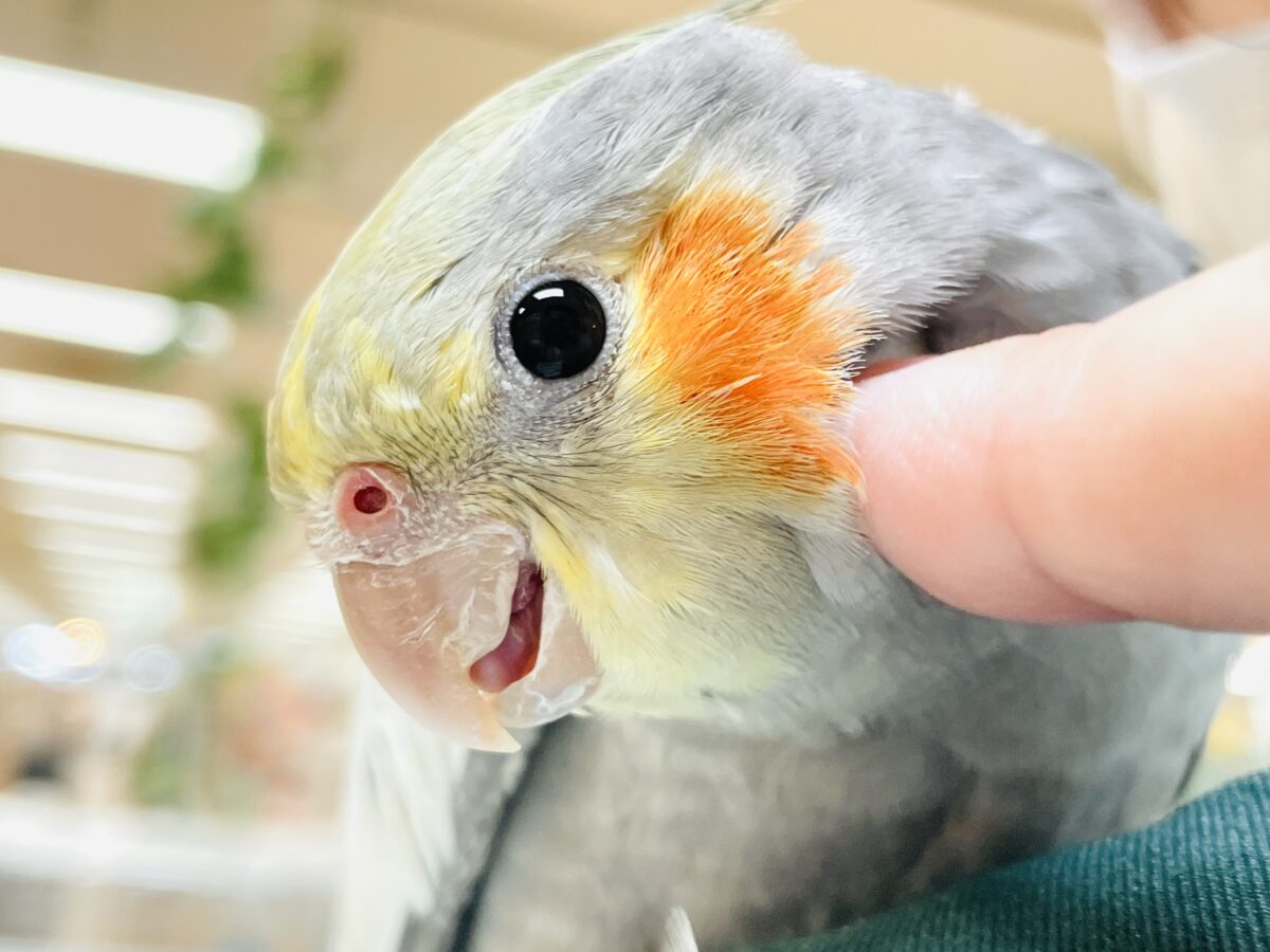 オカメインコ