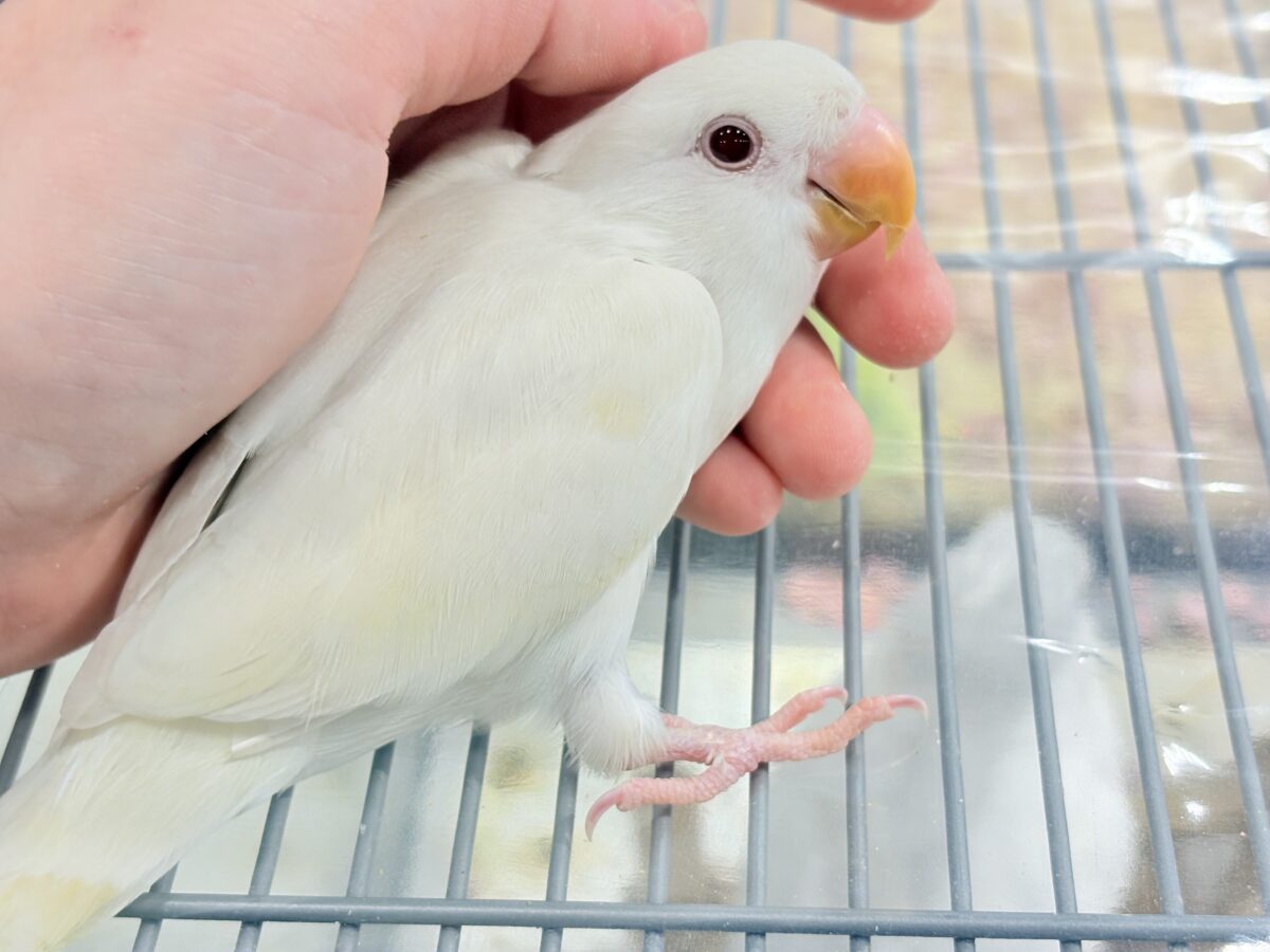 【最新画像更新🪄ひとり餌になりました☆】ほんのりふんわり感じるレモン🐣🍋コザクラインコ(クリームイノ) ヒナ コザクラインコ(小桜インコ)