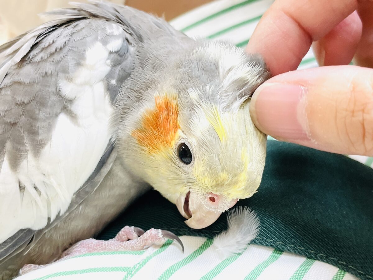 オカメインコ