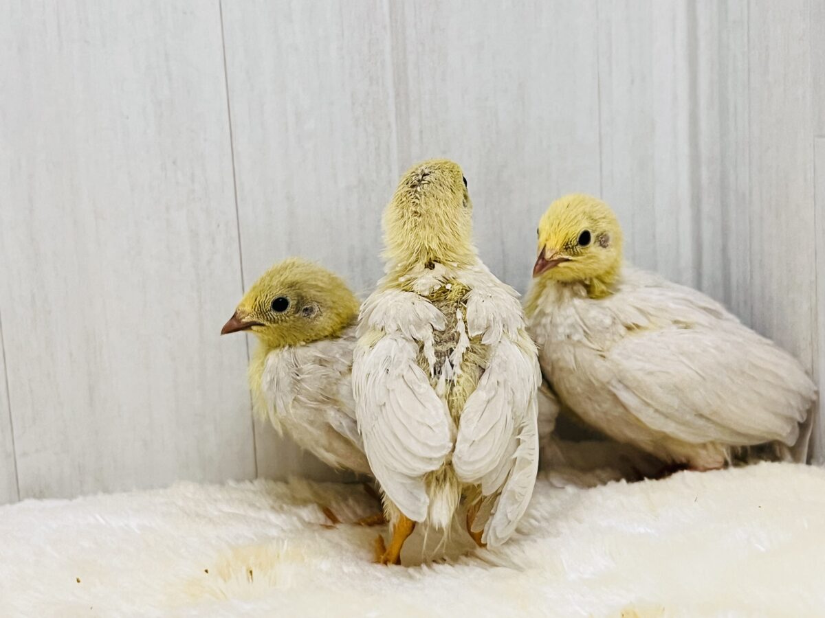 小さな小さなヒメウズラ〜ず🩷🐣 ヒメウズラ