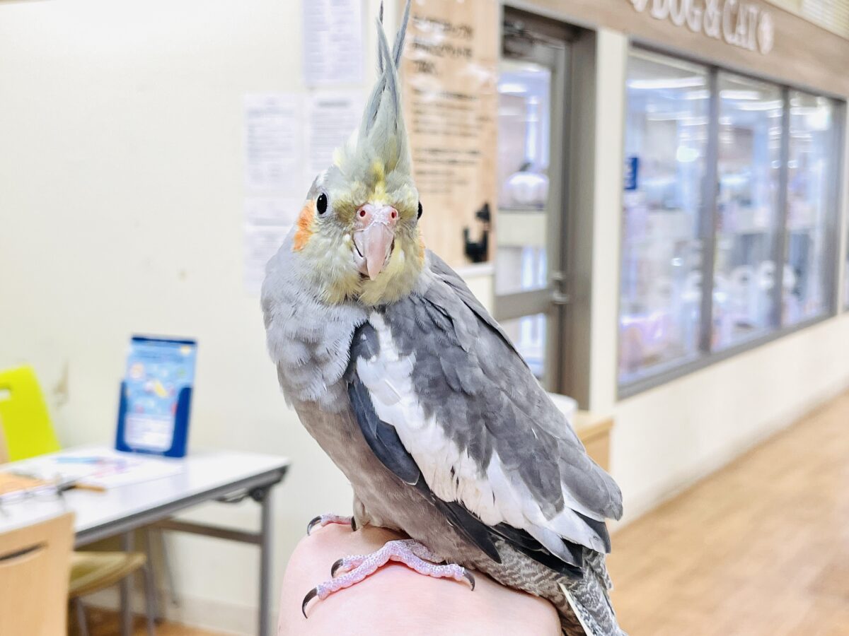 オカメインコ
