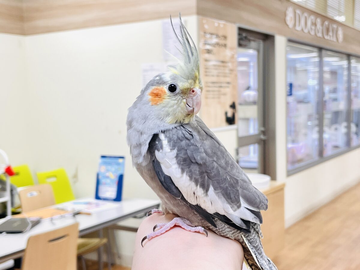 オカメインコ
