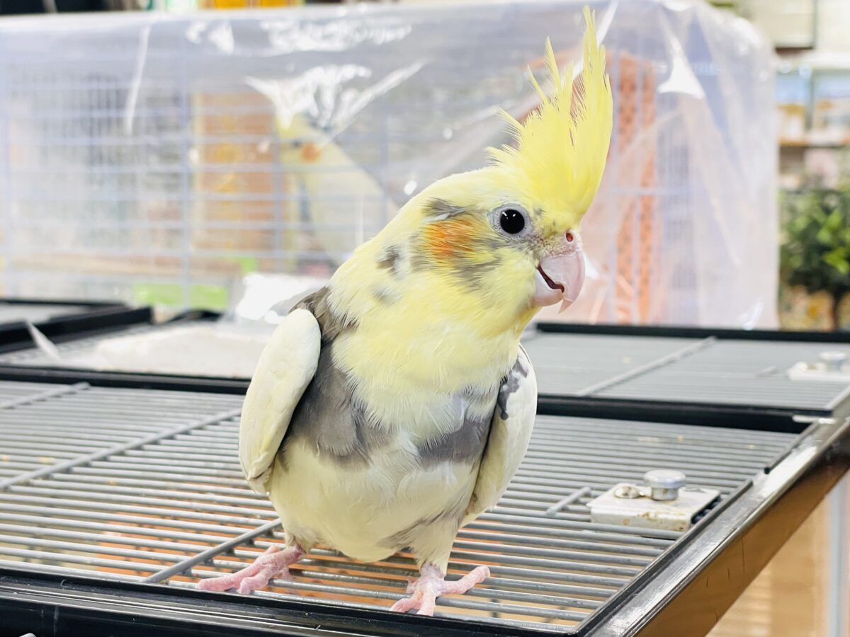 オカメインコ