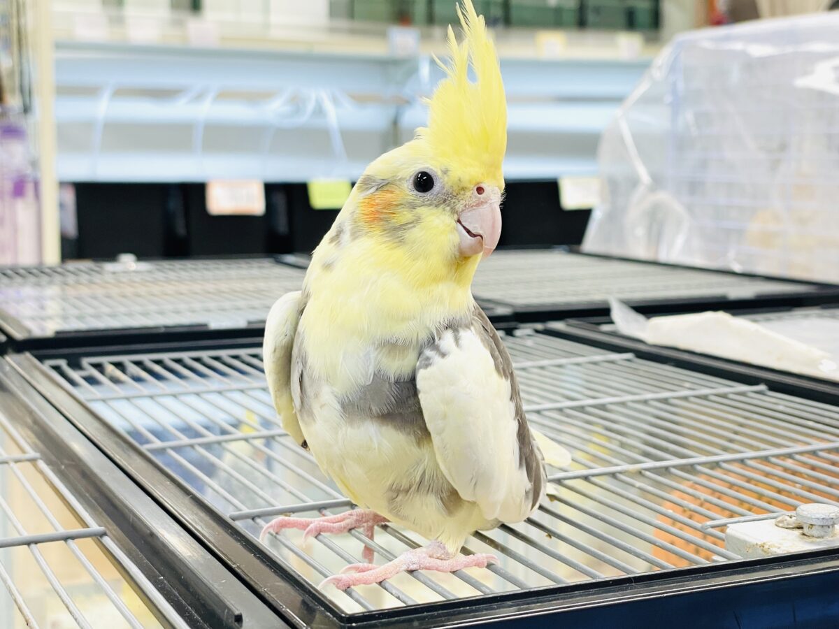 オカメインコ