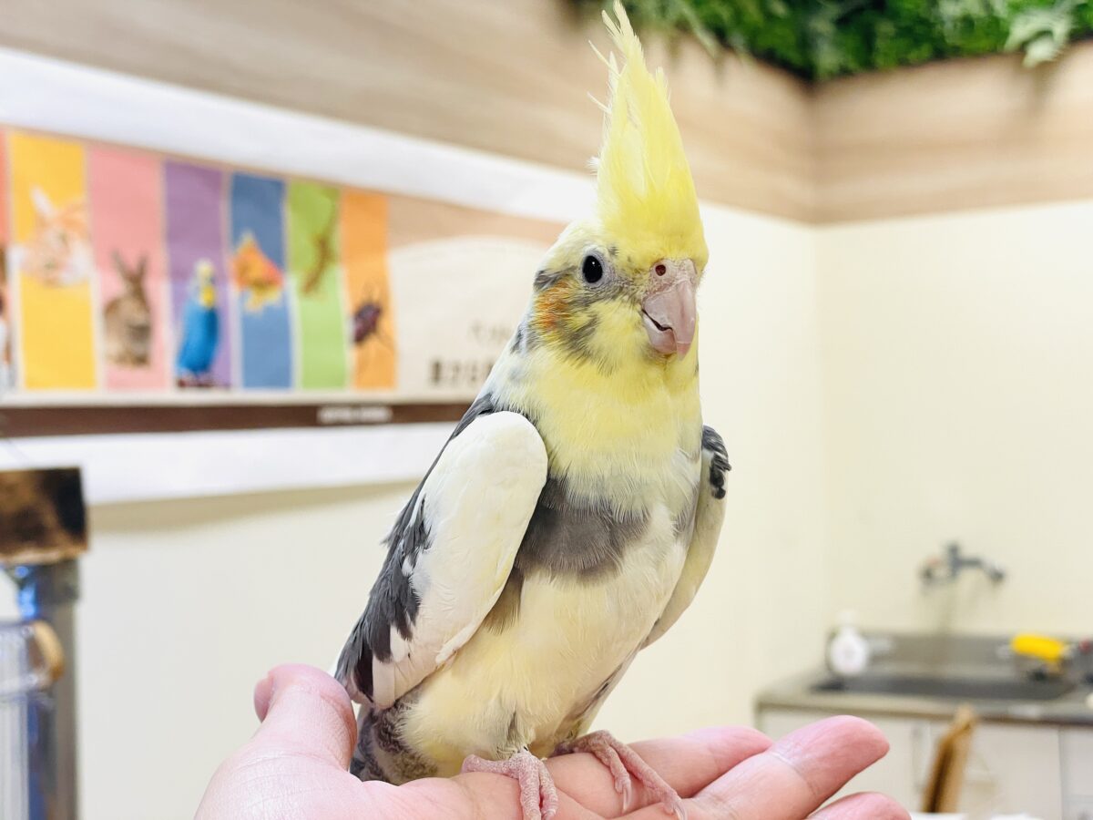 オカメインコ