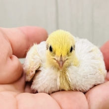 小さな小さなヒメウズラ〜ず🩷🐣