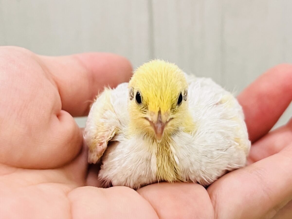小さな小さなヒメウズラ〜ず🩷🐣