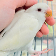 【最新画像更新🪄ひとり餌になりました‪☆】ほんのりふんわり感じるレモン🐣🍋コザクラインコ(クリームイノ) ヒナ