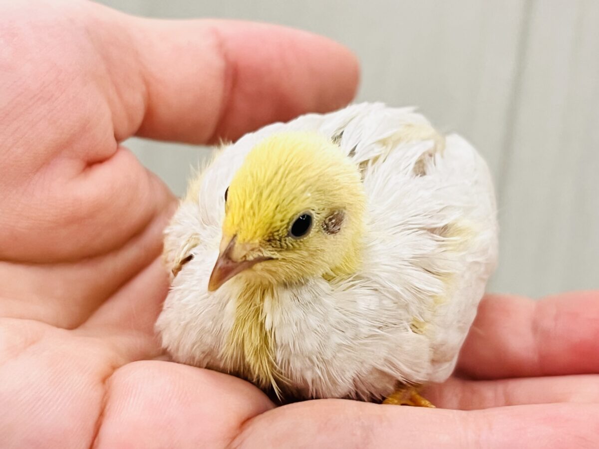 ヒメウズラ