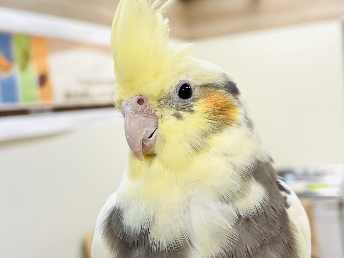オカメインコ