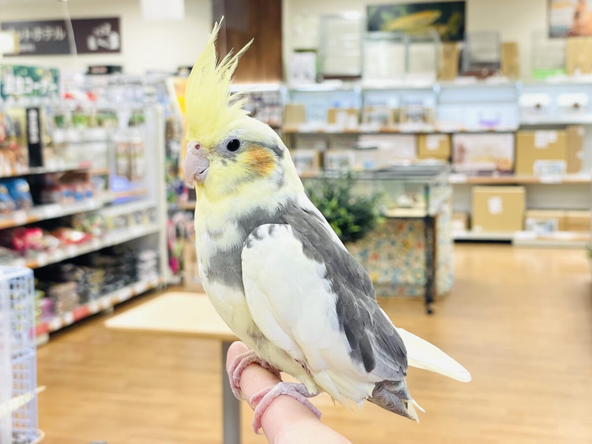 オカメインコ