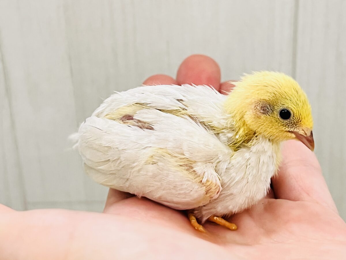 小さな小さなヒメウズラ〜ず🩷🐣 ヒメウズラ