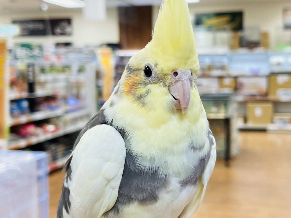 オカメインコ