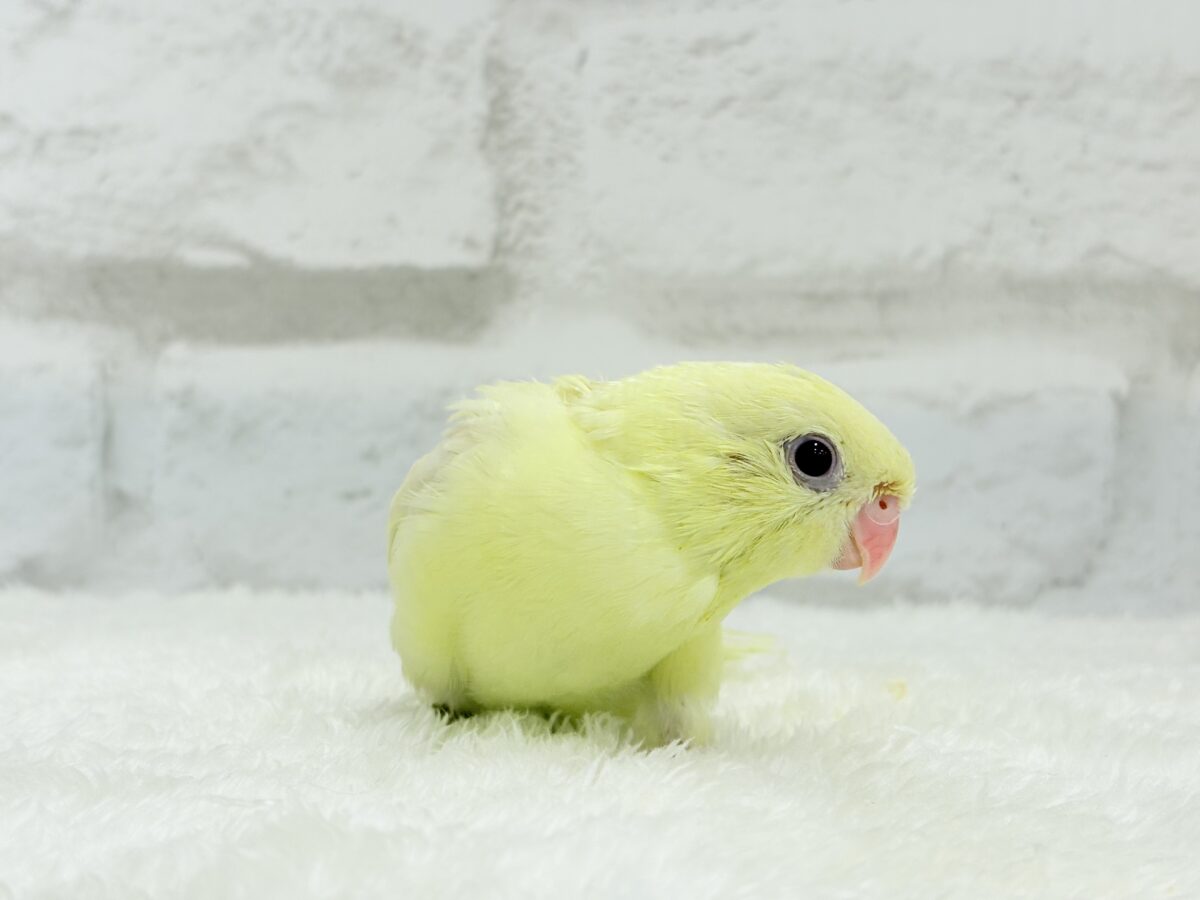 【最新画像更新🪄】我らの合図”ピーポポポ♬*°”⋆͛🐣🪐 ͙͛サザナミインコ(クリームイノ) ヒナ サザナミインコ