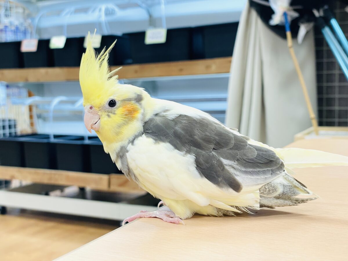 オカメインコ