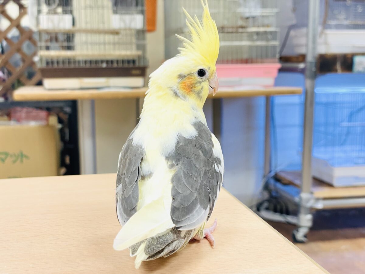 オカメインコ