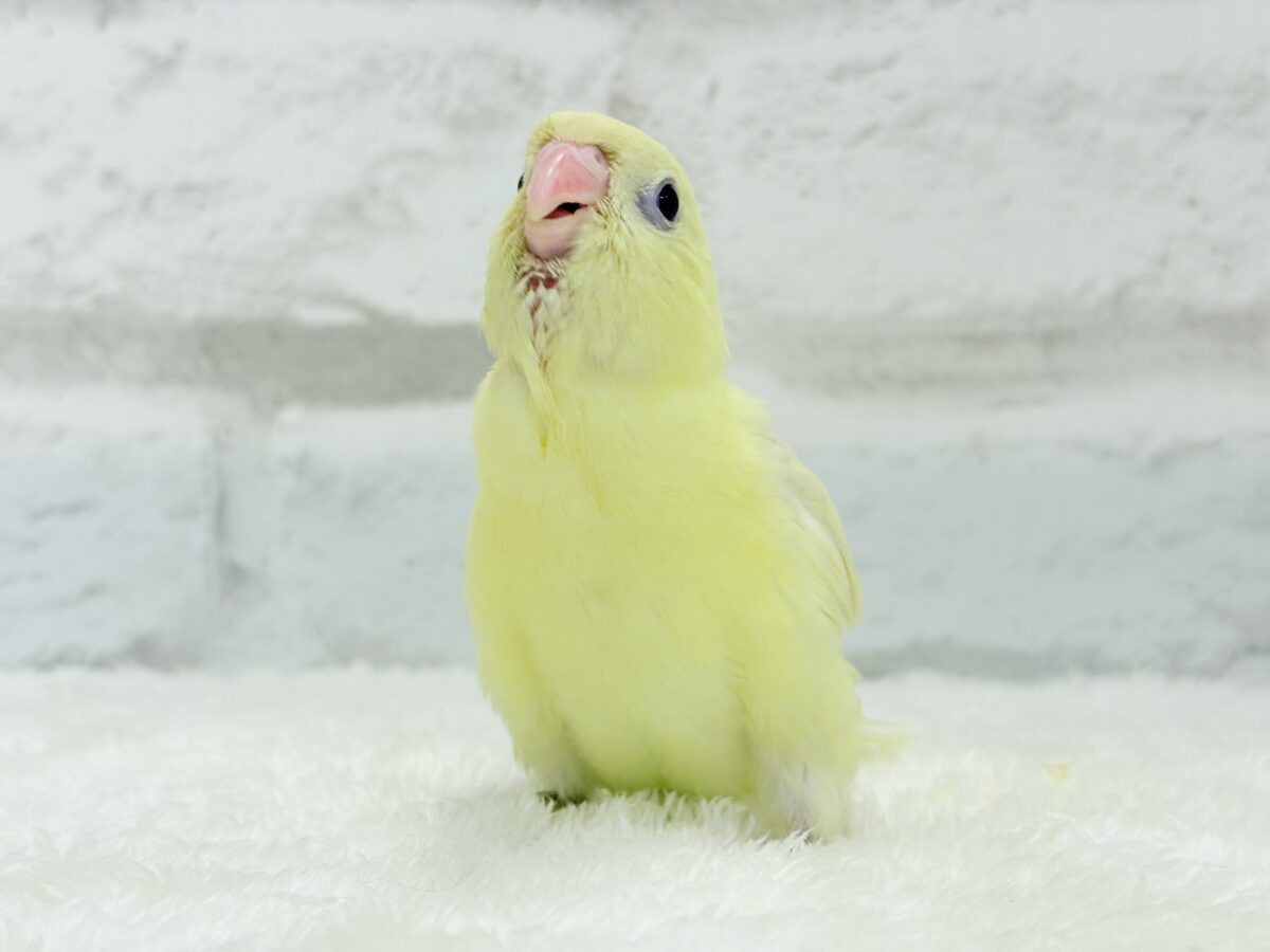 【最新画像更新🪄】我らの合図”ピーポポポ♬*°”⋆͛🐣🪐 ͙͛サザナミインコ(クリームイノ) ヒナ サザナミインコ