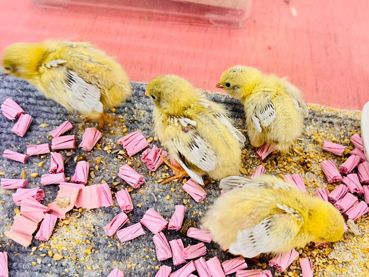 ヒメウズラ