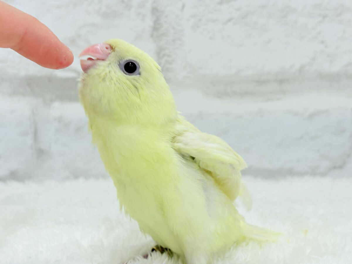 【最新画像更新🪄】我らの合図”ピーポポポ♬*°”⋆͛🐣🪐 ͙͛サザナミインコ(クリームイノ) ヒナ サザナミインコ
