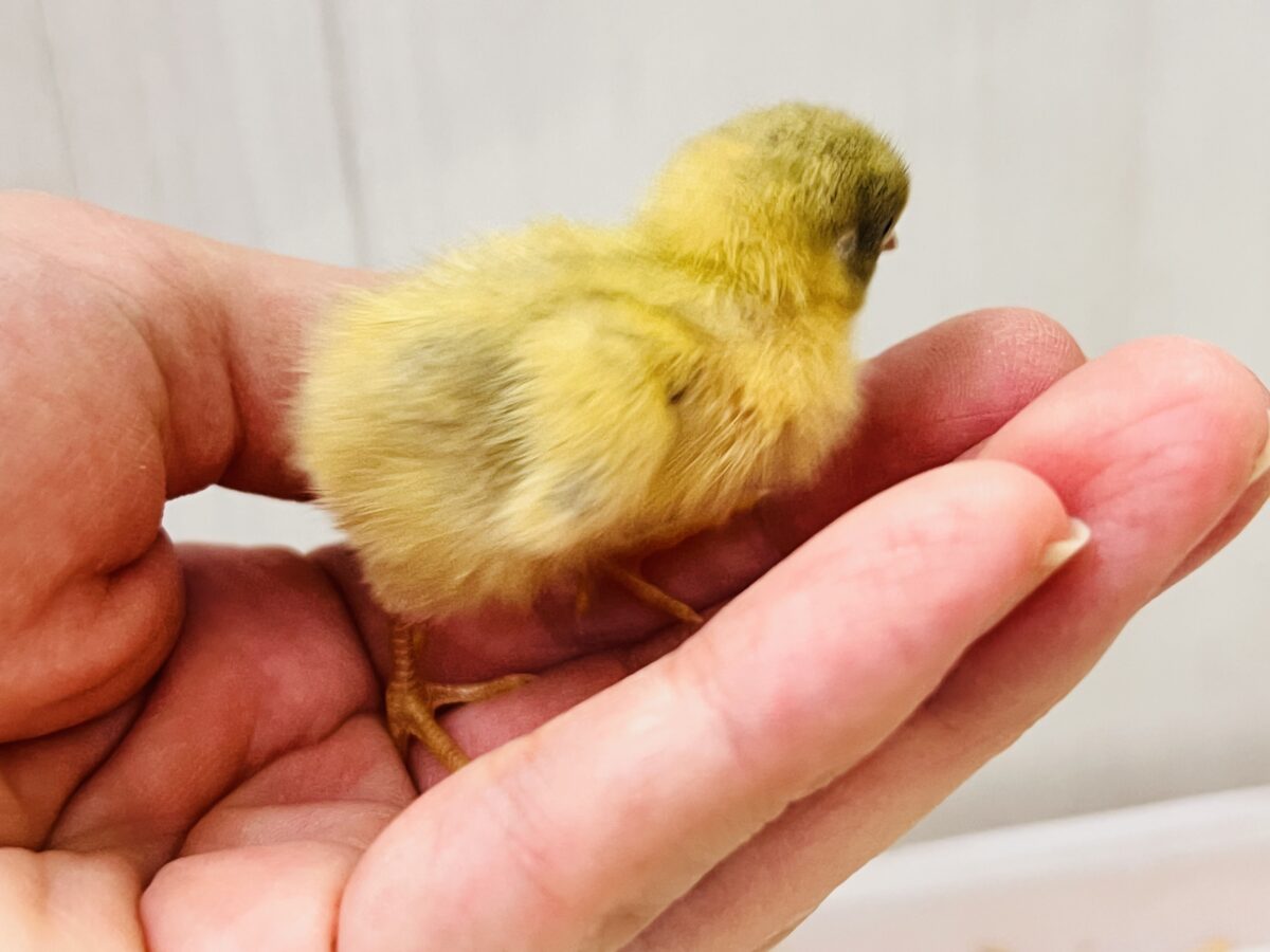 小さな小さなヒメウズラ〜ず🩷🐣 ヒメウズラ