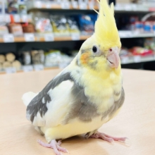 【最新画像】頭を下げてカキカキ催促😘オカメインコちゃん❣️パイド