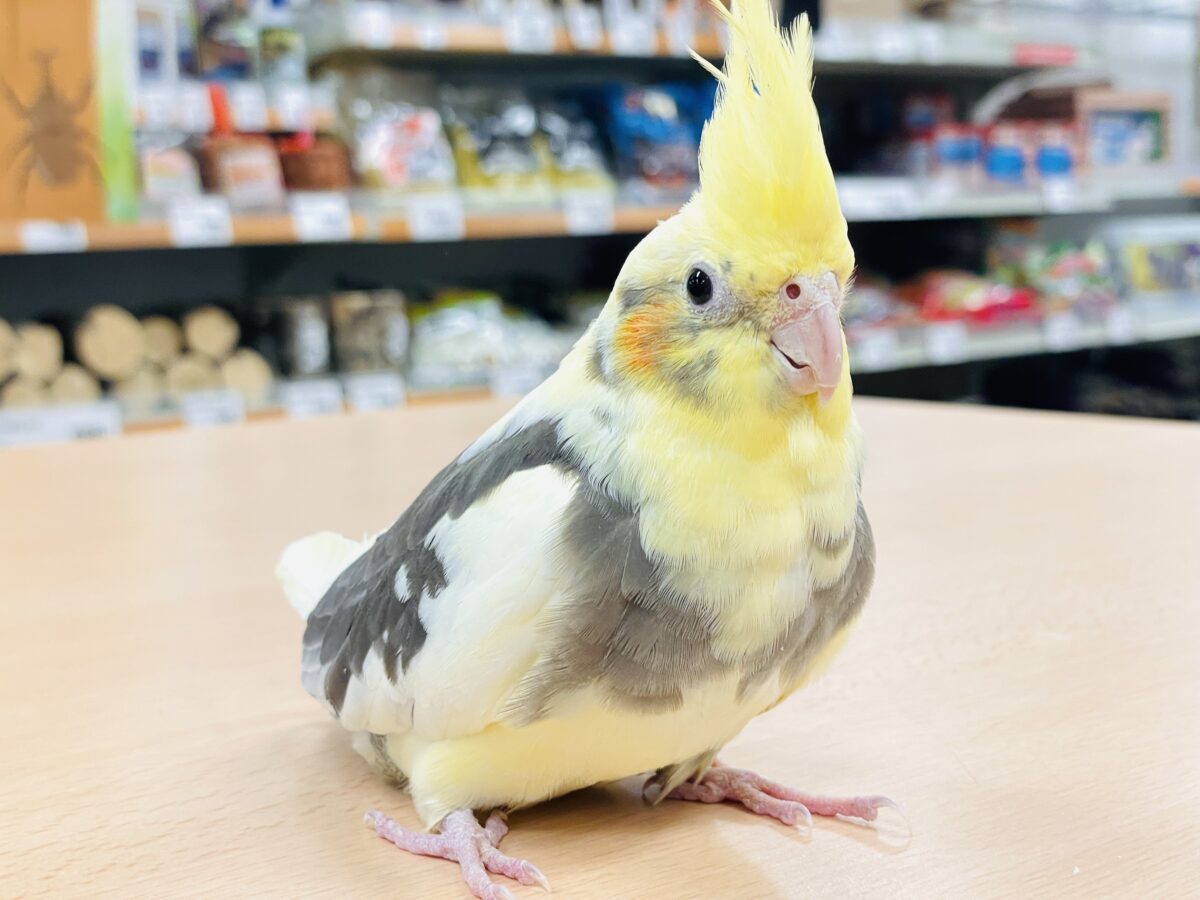 【最新画像】頭を下げてカキカキ催促😘オカメインコちゃん❣️パイド