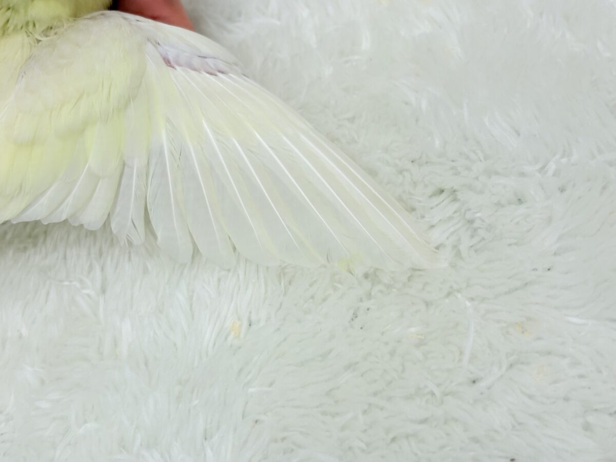 【最新画像更新🪄】我らの合図”ピーポポポ♬*°”⋆͛🐣🪐 ͙͛サザナミインコ(クリームイノ) ヒナ サザナミインコ