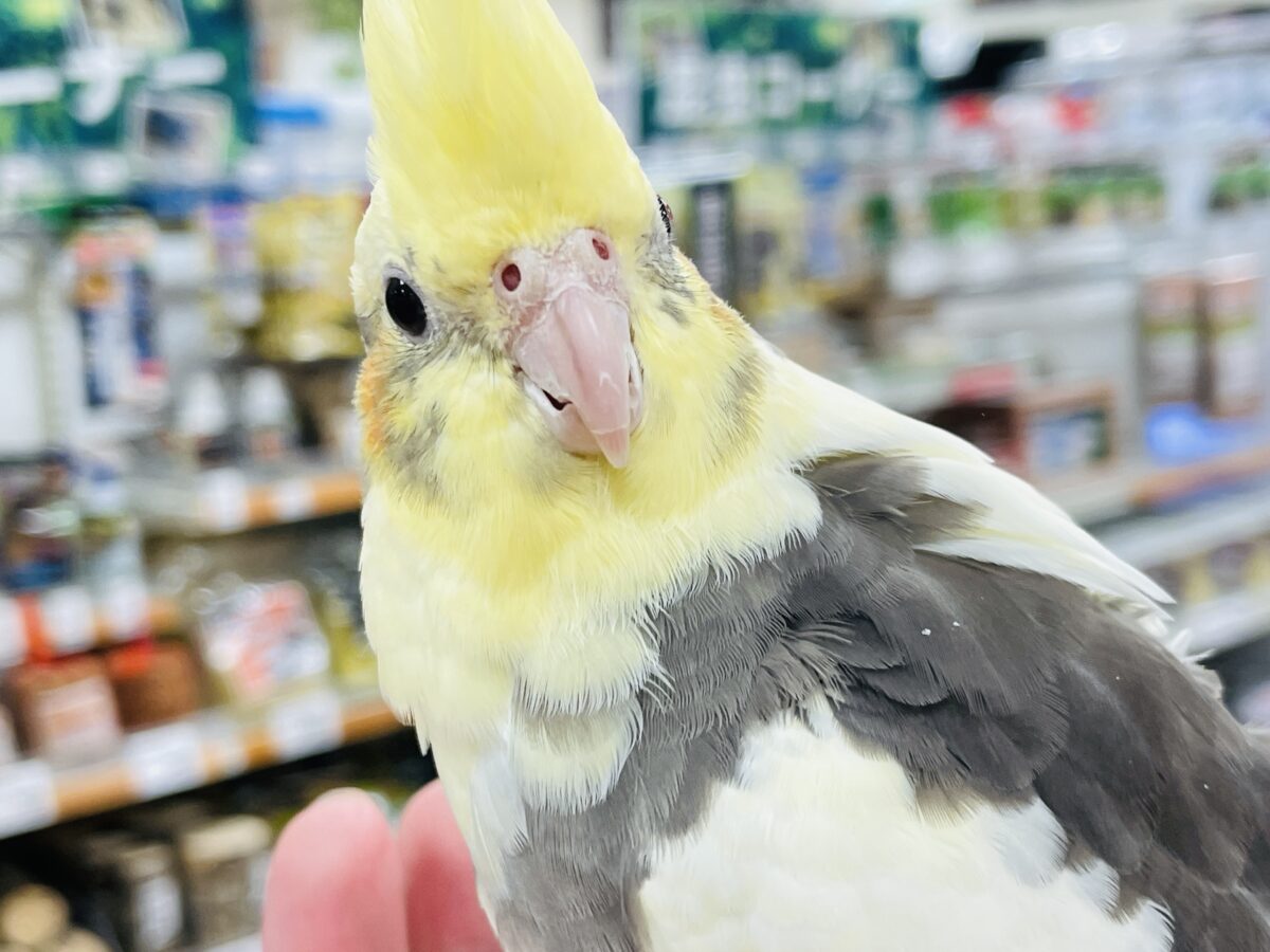 オカメインコ