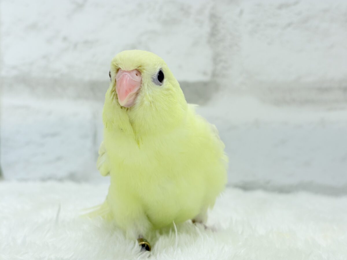 サザナミインコ
