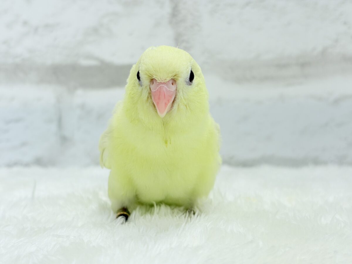 【最新画像更新🪄】我らの合図”ピーポポポ♬*°”⋆͛🐣🪐 ͙͛サザナミインコ(クリームイノ) ヒナ サザナミインコ