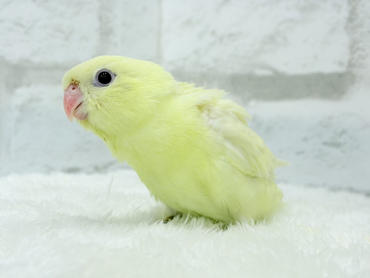 【最新画像更新🪄】我らの合図”ピーポポポ♬*°”⋆͛🐣🪐 ͙͛サザナミインコ(クリームイノ) ヒナ サザナミインコ