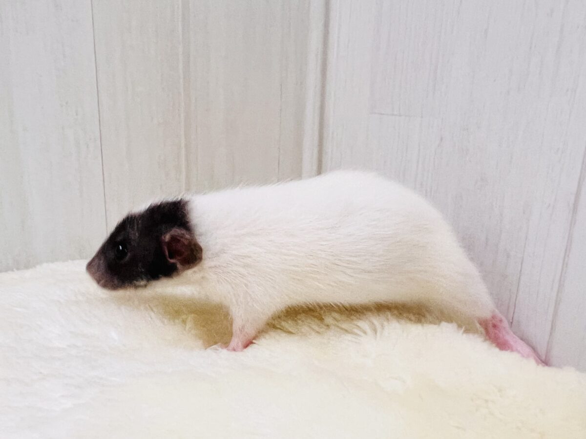 ベビーフェイスがきゅん💕ファンシーラットの男の子🐭 ファンシーラット