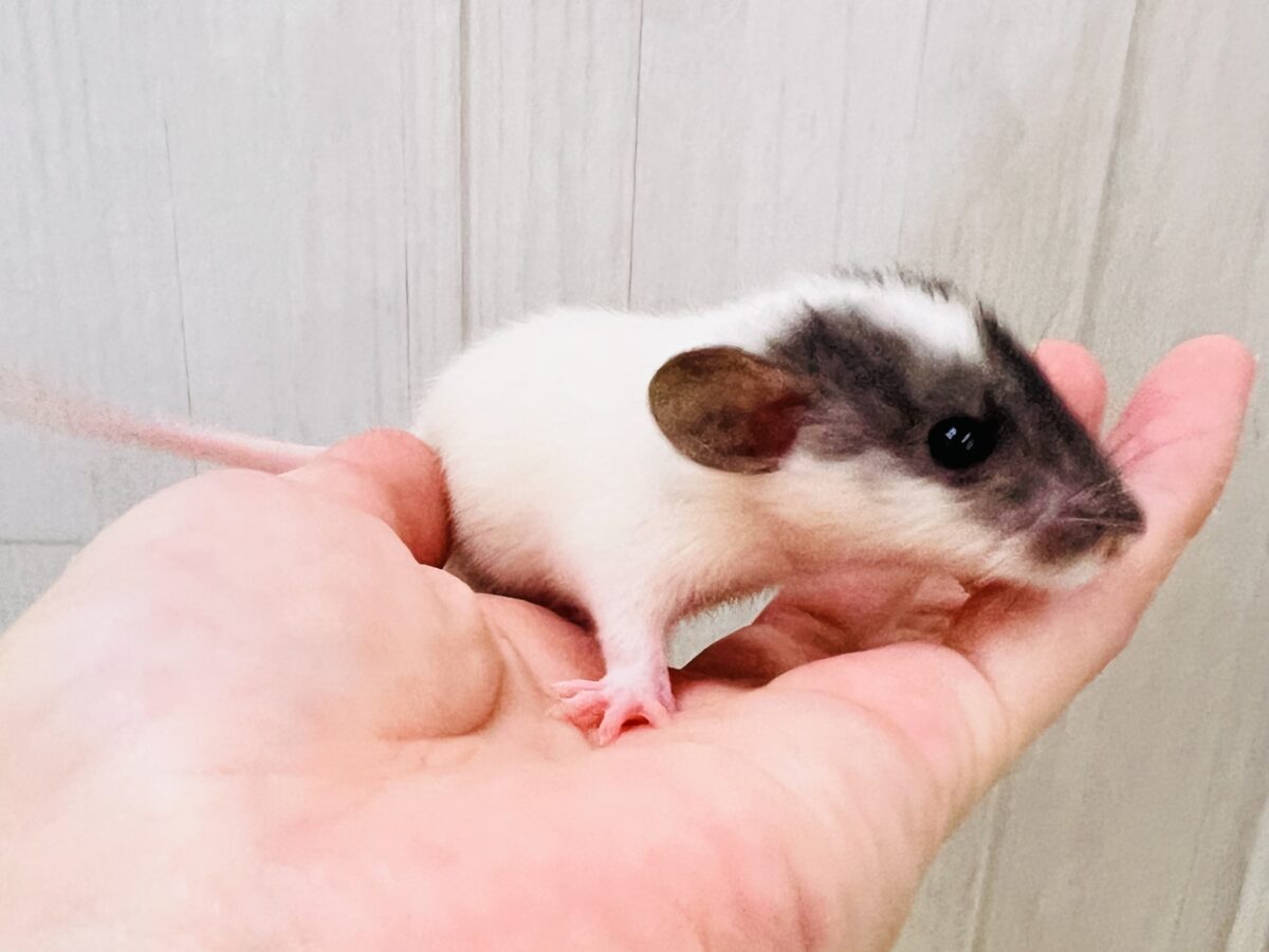 ベビーフェイスがきゅん💕ファンシーラットの男の子🐭 ファンシーラット