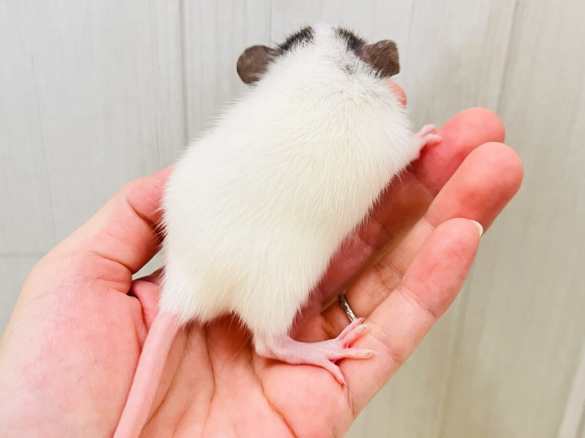 ファンシーラット