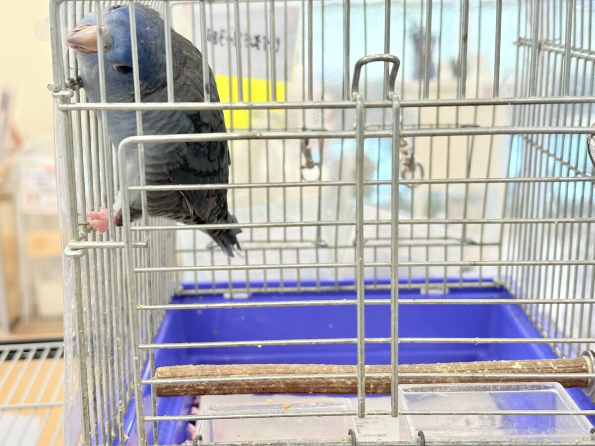 サザナミインコ