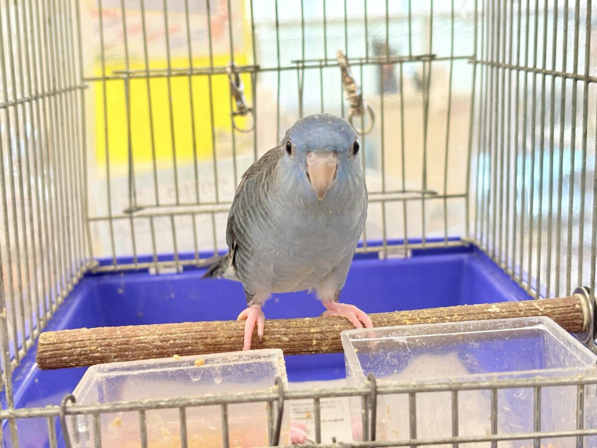 サザナミインコ