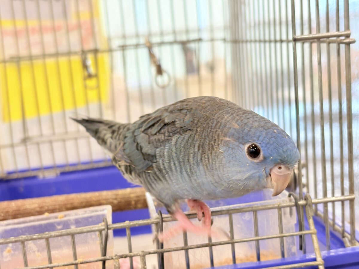 サザナミインコ