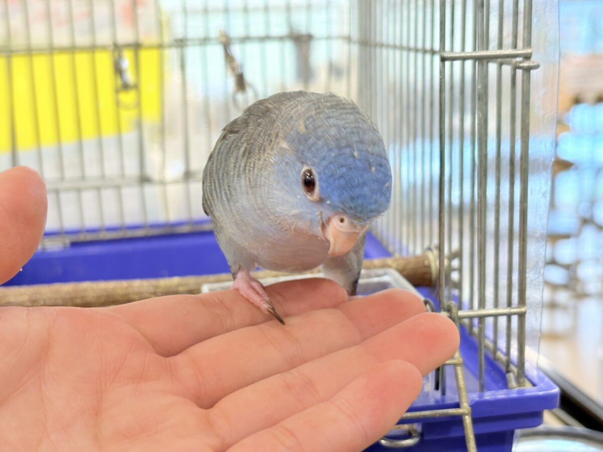 サザナミインコ