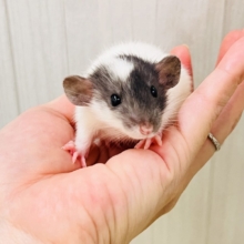 ベビーフェイスがきゅん💕ファンシーラットの男の子🐭