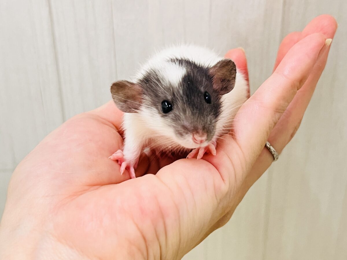ベビーフェイスがきゅん💕ファンシーラットの男の子🐭