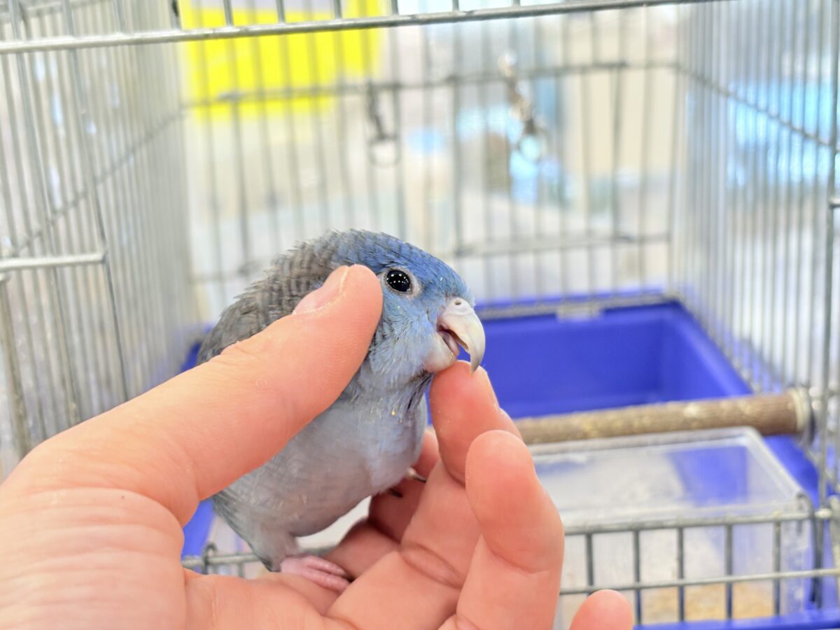 サザナミインコ