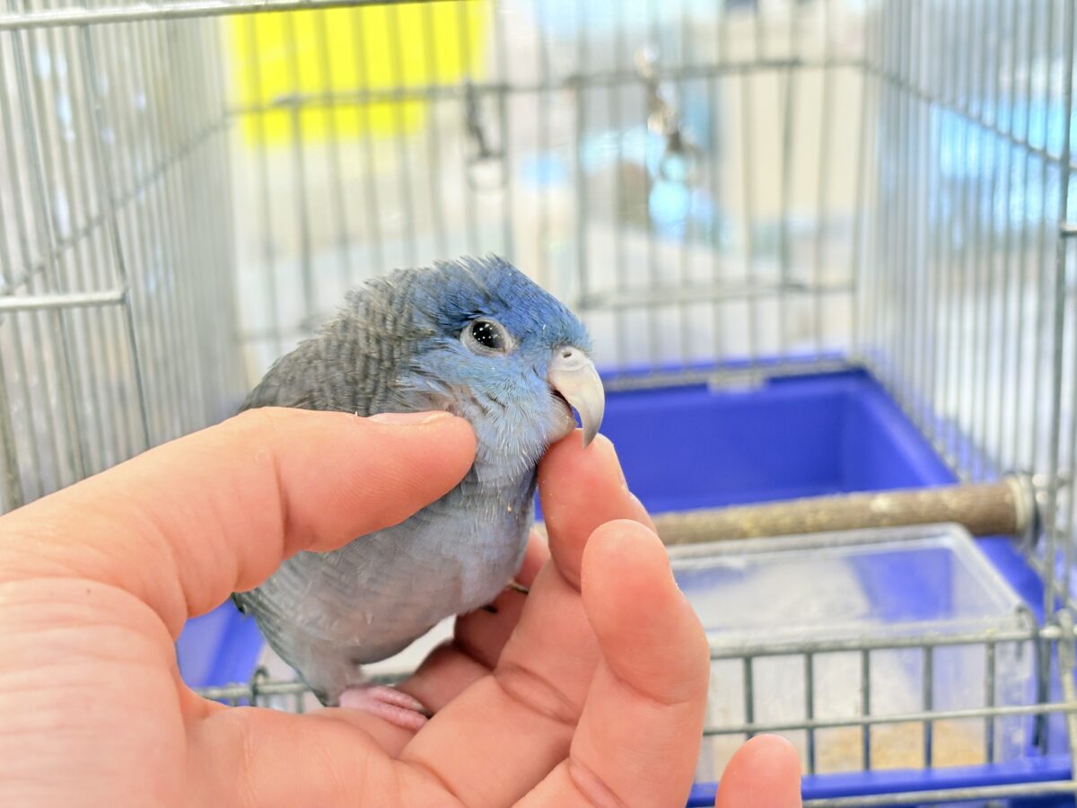 【最新画像更新🪄もうすぐひとり餌☆】ほわわわ☁️わた毛博士ちゃん🐣💙サザナミインコ(コバルト) ヒナ サザナミインコ