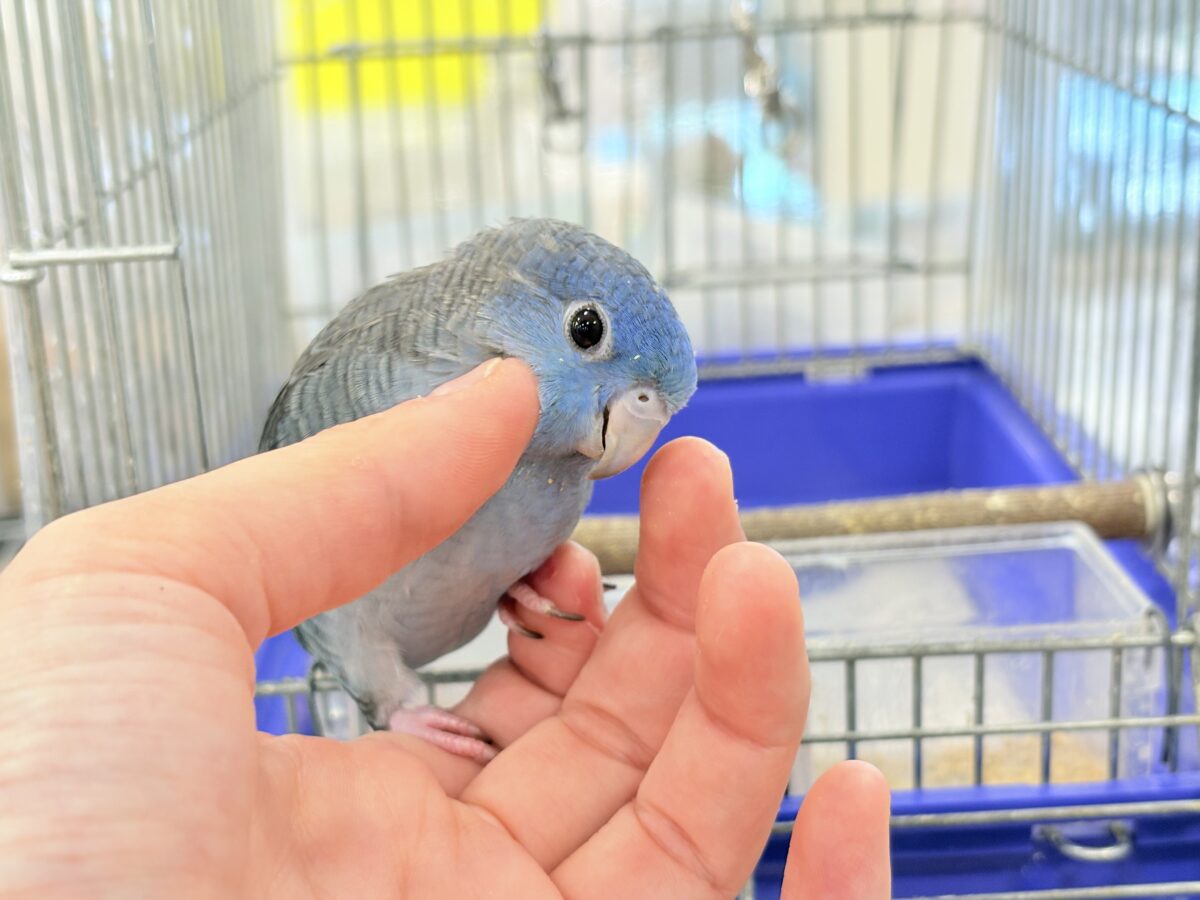 サザナミインコ